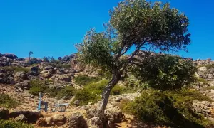 Un arbre solitaire sur une crête rocheuse en Crète, invitant à une pause lors d'une randonnée. Un siège bleu attend.