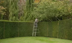Gärtner steht auf Leiter und schneidet eine hohe Eibenhecke.