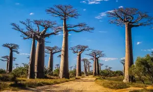 Atrakcje Madagaskar – odkryj niezwykłe miejsca i unikaj rozczarowań