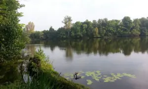 Spokojne jezioro Rokola otoczone bujną zielenią drzew. Na wodzie unoszą się lilie wodne, a w oddali widać zalesiony brzeg.