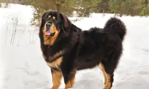 Ein majestätischer Do Khyi steht im Schnee, sein dichtes Fell schützt ihn vor der Kälte.