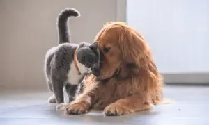 Ein süßer Hund und eine Katze kuscheln innig. Der Hund liegt entspannt, während die Katze ihn liebevoll mit der Nase berührt.