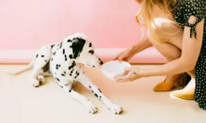 Najlepsza kasza dla psa - jak wybrać zdrowe opcje dla pupila