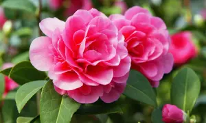 Zwei leuchtend pinke Kamelienblüten mit grünen Blättern. Ein Kamelien-Standort, der diese Schönheit hervorbringt.