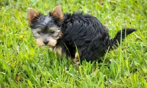 Szczeniak Yorkshire Terrier na trawie.