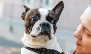 A Boston Terrier, a special needs dog, looks up at its owner with big, expressive eyes.