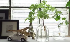 Gröna sticklingar i glasvaser, med en miniatyrbil och Eiffeltorn som sällskap. Snart redo att planteras!