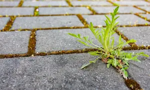 Chwast wyrasta między kostkami brukowymi. Dowiedz się, jak usunąć trawę z kostki brukowej domowym sposobem, by odzyskać czystość.