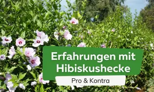 Blühende Hibiskushecke mit zarten rosa Blüten. Ein grünes Schild mit der Aufschrift "Erfahrungen mit Hibiskushecke" und "Pro & Kontra" ist im Vordergrund platziert.