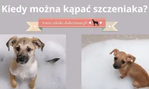 Bezpieczna kąpiel szczeniaka: Kiedy zacząć i jak się przygotować?