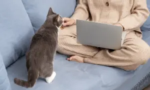 Szary kotek dostaje smakołyki od osoby pracującej przy laptopie. Czy to skutki uboczne dia dog'n cat?