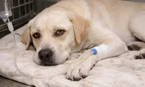 Labrador leżący z kroplówką, poddawany leczeniu leptospirozy u psa.