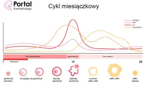 Badanie FSH: Na czczo? Nie! Dzień cyklu jest kluczowy