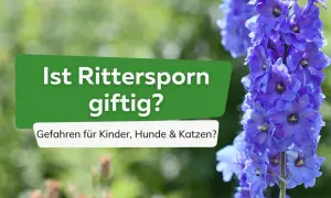 Blaue Rittersporne blühen üppig. Ein grünes Schild fragt: "Ist Rittersporn giftig? Gefahren für Kinder, Hunde & Katzen?