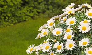 Winterharte Margeriten blühen üppig vor einem grünen Hintergrund.