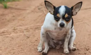 A small chihuahua sits on dirt, looking concerned. This posture might make you wonder why do dogs drag their butts, often a sign of anal gland issues.