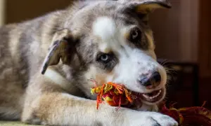 Ein Boxer Australian Shepherd Mix mit blauen Augen spielt mit einem bunten Seilspielzeug.