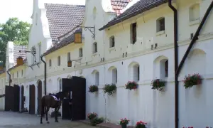 Najlepsze stadniny koni w Chorzowie - sprawdź oferty i opinie