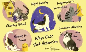 Illustration shows cats exhibiting behaviors like night howling, inappropriate scratching, chewing, begging for treats, and insistent meowing, all ways cats seek attention.