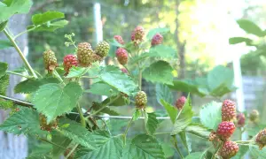Grüne und rote Brombeeren reifen an einem Strauch. Ein guter Zeitpunkt, um Brombeeren zu vermehren.