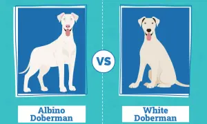 Dwa dobermany: po lewej doberman albinos z niebieskimi oczami, po prawej biały doberman z brązowymi znaczeniami.