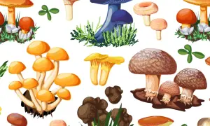 Kiedy na grzyby? Pełny kalendarz sezonu i idealne warunki!
