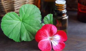 Bursztynowa buteleczka z olejkiem, obok czerwony kwiat pelargonii i zielone liście. Może zawierać fenoksyetanol.
