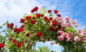 En båge av röda och rosa rosor, tåliga rosor zon 5, mot en blå himmel med moln.