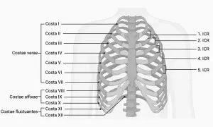 Schematische Darstellung der Anatomie des Brustkorbs mit Beschriftungen für Rippen (Costae) und Zwischenrippenräume (ICR).