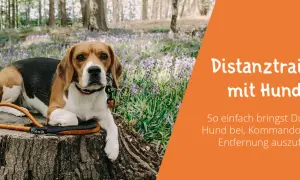 Beagle liegt im Wald auf einem Baumstumpf. Das Bild thematisiert hundeerziehung ohne stress und Distanztraining.