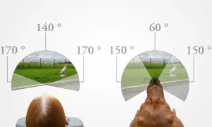 Vergleich, wie sehen Hunde: Ein Mensch (links) und ein Hund (rechts) blicken auf eine Szene mit einem Hund. Die Sichtfelder sind als Bögen mit Gradzahlen dargestellt.