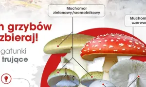 Zatrucie grzybami: objawy i pierwsza pomoc, gdy liczy się każda minuta