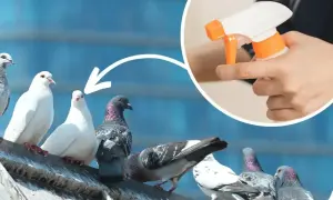 Gołębie na dachu, a w kółku ręka trzymająca spryskiwacz. Dowiedz się, jak odstraszyć gołębie z balkonu.