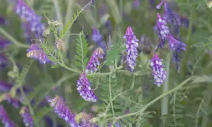 Fioletowe kwiatostany wyki ozimej zwisają z zielonych łodyg, tworząc malowniczy obraz na tle rozmytej zieleni.