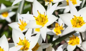 Białe tulipany odmiany z jaskrawożółtym środkiem, tworzące wiosenną kompozycję.