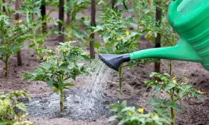 Jakie nawozy naturalne pod pomidory? Sekrety dużych zbiorów!