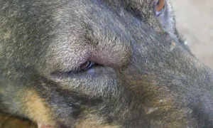 Mi perro tiene un ojo cerrado y lloroso. Busco remedios caseros para aliviar su malestar.