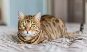 Piękny kot bengalski leży na kocu. Jego zielone oczy i pręgowane futro świadczą o jego dzikim pochodzeniu. Mowa ciała kota jest spokojna i zrelaksowana.