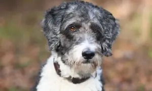Ein neugieriger Goldendoodle Australian Shepherd Mix mit grau-weißer Lockenpracht und bernsteinfarbenen Augen blickt in die Kamera.
