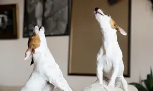 Two dogs howl at unseen sirens, their heads tilted back. This image captures the mystery of why do dogs howl at sirens.