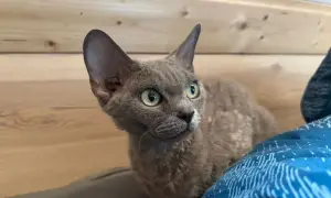 Gdzie znaleźć devon rex za darmo? Adopcja i oferty w Lublinie