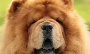 Puszysty chow chow z otwartym pyskiem. Zastanawiasz się, ile kosztuje chow chow?