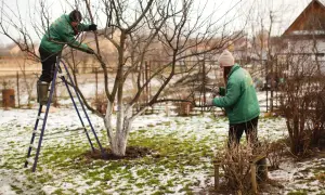 Przygotowanie drzew owocowych do zimy. Wczesnowiosenne prace w ogrodzie, jak zabezpieczyć drzewa owocowe przed przymrozkami, to klucz do obfitych plonów.