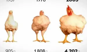 Ile rośnie kurczak? 42 vs 80 dni jak to wpływa na mięso?