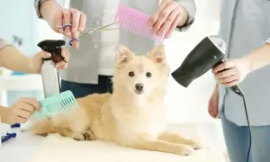 Pazury psa: weterynarz, groomer czy dom? Kiedy do specjalisty?