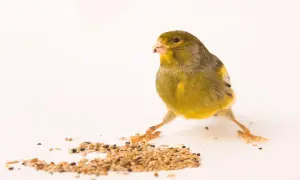 Un canario amarillo picotea semillas, mostrando qué comen los canarios.