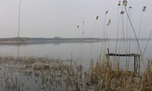 Spokojne jezioro Grabowskie o poranku, z trzcinami na pierwszym planie i zniszczonym pomostem.