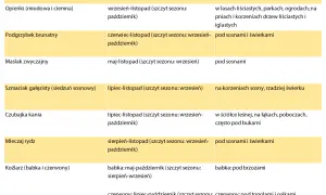 Od kiedy sezon na grzyby? Najważniejsze informacje i daty