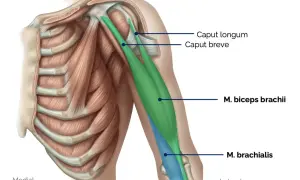 Muskelansicht des Oberarms: M. biceps brachii (grün) über dem M. brachialis (blau). Rippen und Schulterknochen sichtbar.