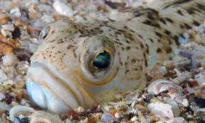 Nahaufnahme eines getarnten Fisches im Sand. Seine Augen sind wachsam, ein Hinweis auf giftige Fische, die im Riff lauern.